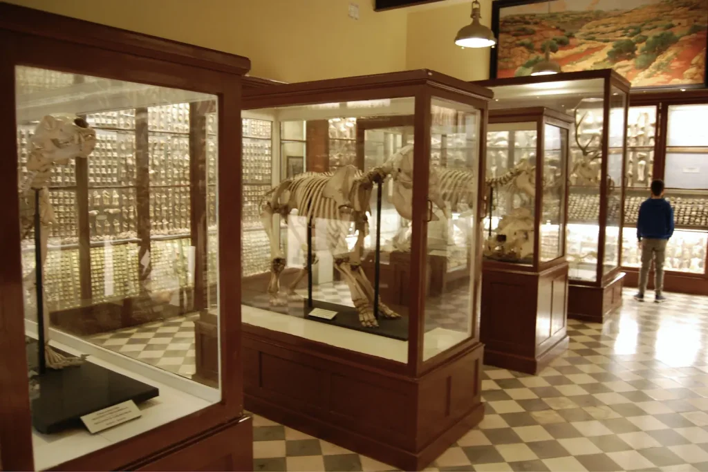 animal skeletons in Għar Dalam museum Malta